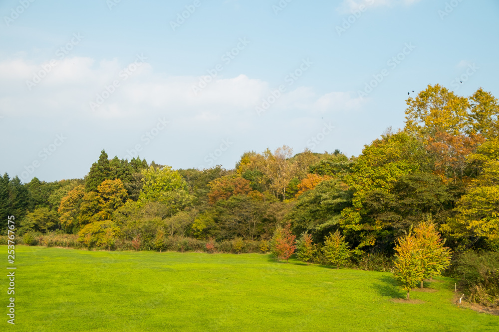 秋の森林風景