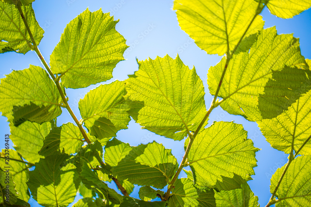 Green leaves against the sky Green leaves against the sky