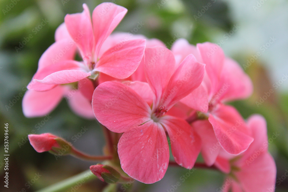 Obraz premium Purple flowers