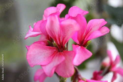 pink flower