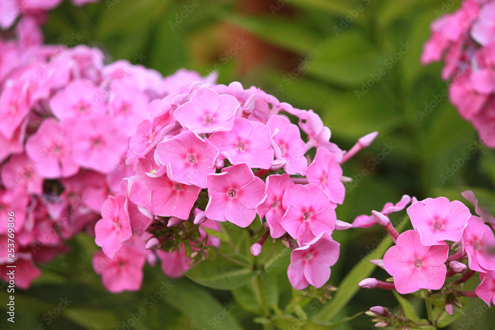 pink flowers in the garden