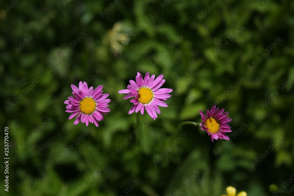 Fototapeta premium endemic flower types.artvin 