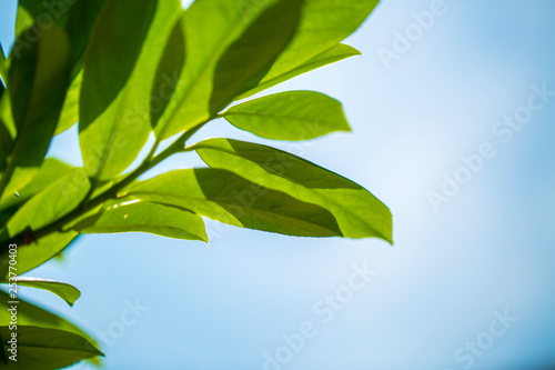 Green leaves against the sky