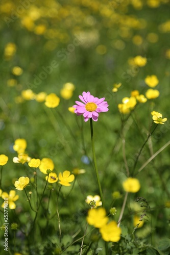 endemic flower types.artvin 