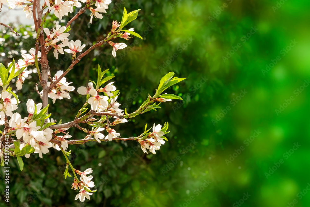 Blooming flowers and buds on the branches of a young almond tree against a blurred green background with a place for text, selective focus Blooming flowers and buds on the branches of a young almond tree against a blurred green background with a place for text, selective focus