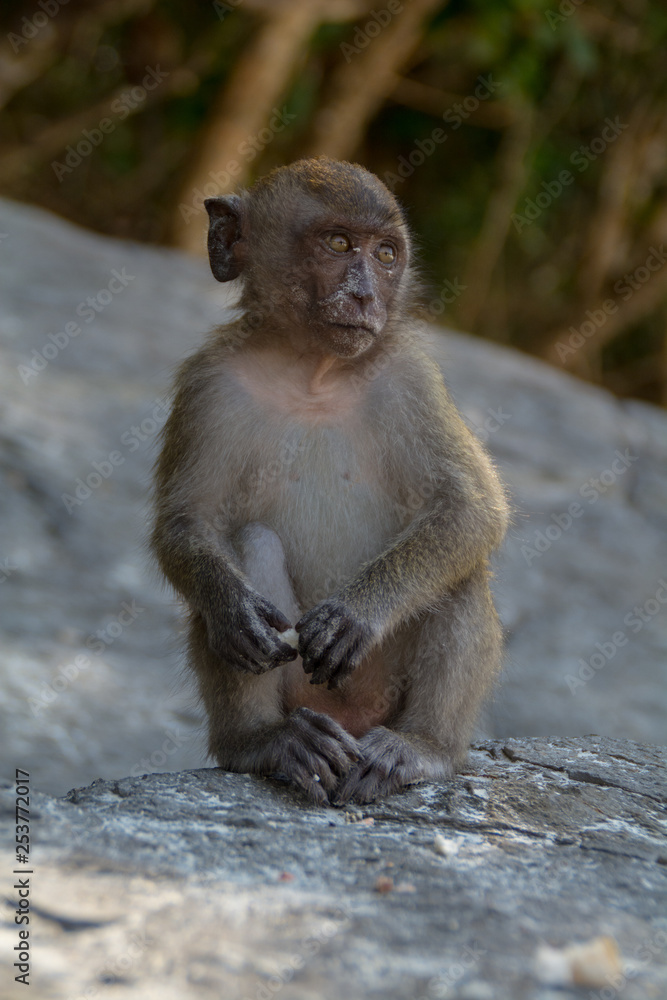 Naklejka premium Monkey in Tropical beach on Koh Phi Phi island, Thailand