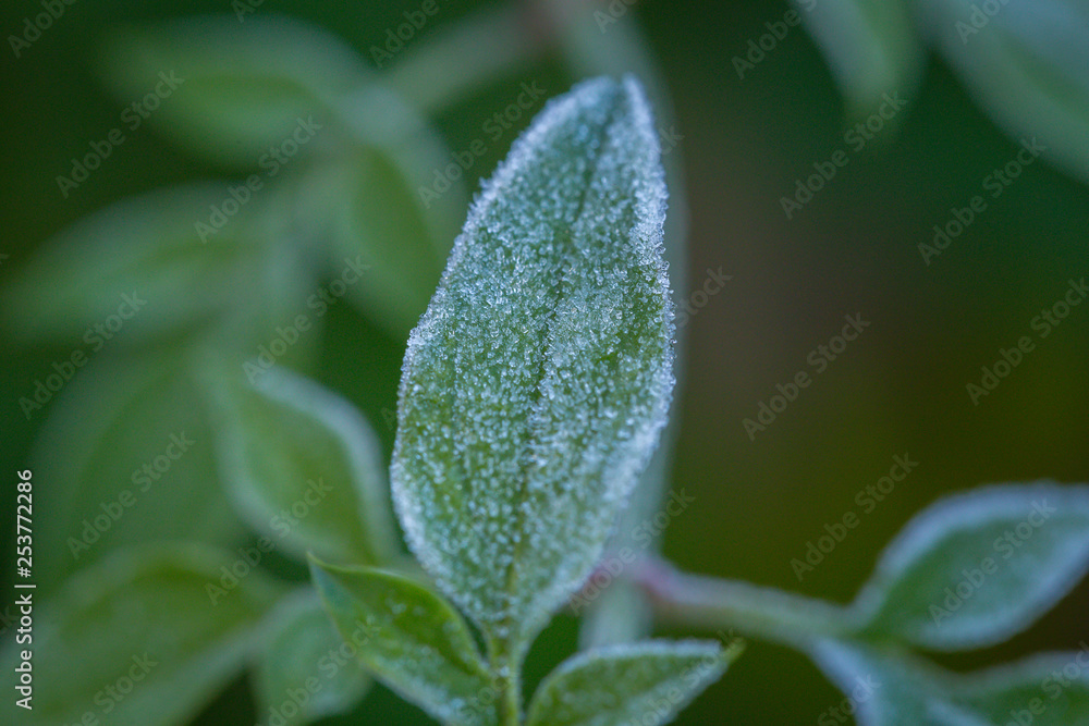 Hoar Frost on Green Leaves Hoar Frost on Green Leaves