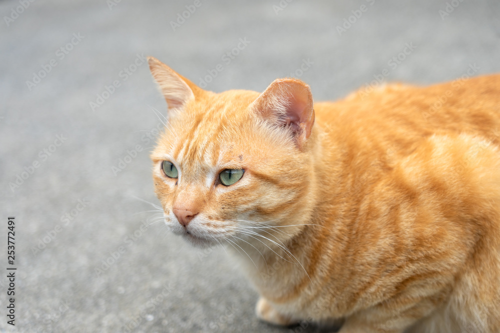 Portrait Cute cat sitting in front of the house Is a cute pet and good habits Portrait Cute cat sitting in front of the house Is a cute pet and good habits