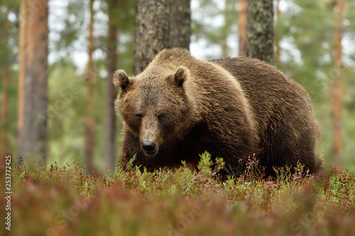 adult male brown bear in a forest landscape, serious glance of bear