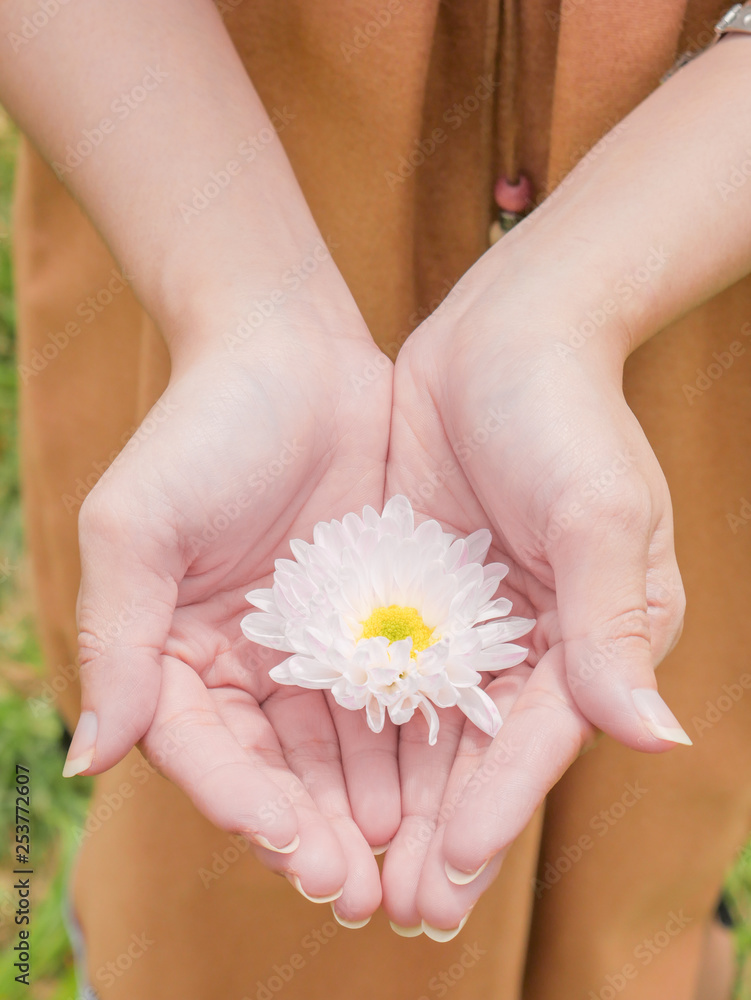 holding a beautiful white Chrysanthemum flower in both hands with garden view background holding a beautiful white Chrysanthemum flower in both hands with garden view background