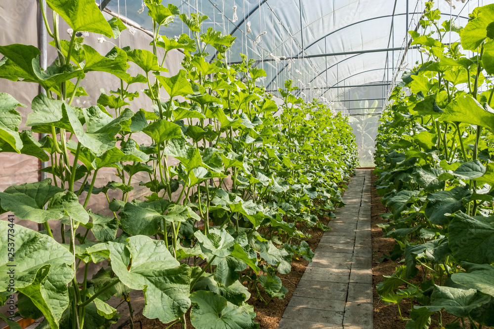 Organic melon fram in plastic house with sunlight in the mornign Organic melon fram in plastic house with sunlight in the mornign