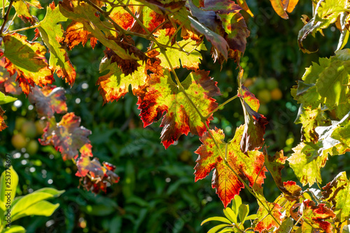 Autumn colorful leaves of grape plants close up in sunny day