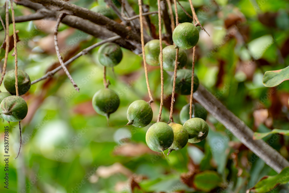 Ripe macadamia nuts handing on macadamia tree ready for harvest Ripe macadamia nuts handing on macadamia tree ready for harvest