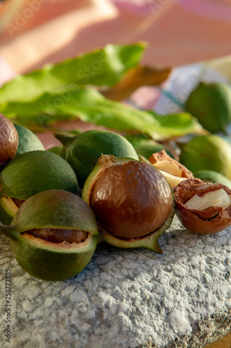 New harvest of ripe fresh Australian macadamia nuts in shell with leaves