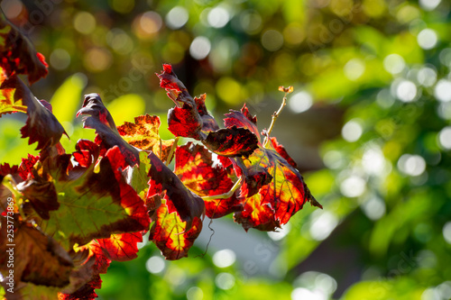 Autumn colorful leaves of grape plants close up in sunny day
