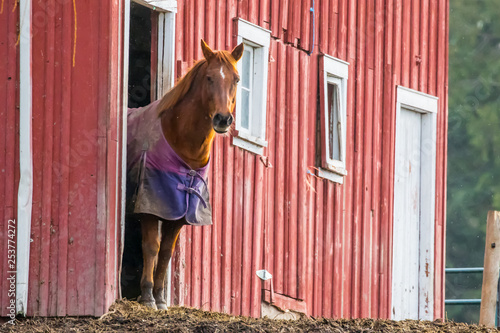 Fototapeta Naklejka Na Ścianę i Meble -  A Horse Comes out of his Barn to Say Hello