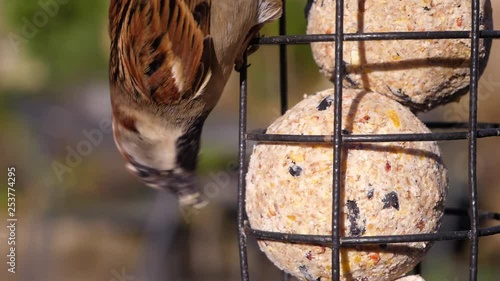 Close up of a House Sparrow feeding upside down on a garden bird feeder.