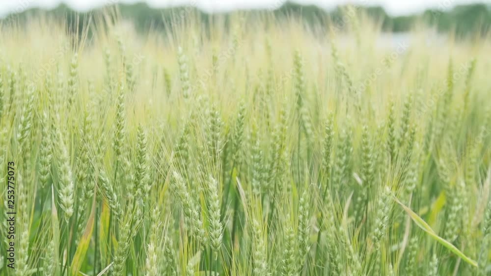 Wheat in a field blowing in the wind. Wheat in a field blowing in the wind.