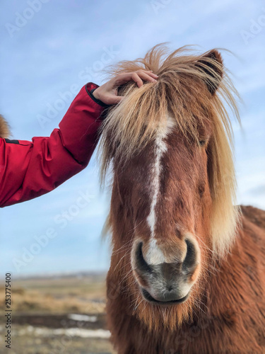 Female hand touching head of an Icelandic horse