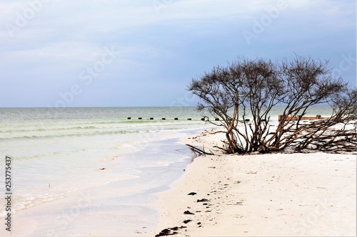 Beach scene with the tree