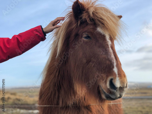 Female hand touching head of an Icelandic horse