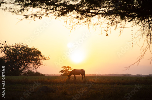 Horse and the sunset iii