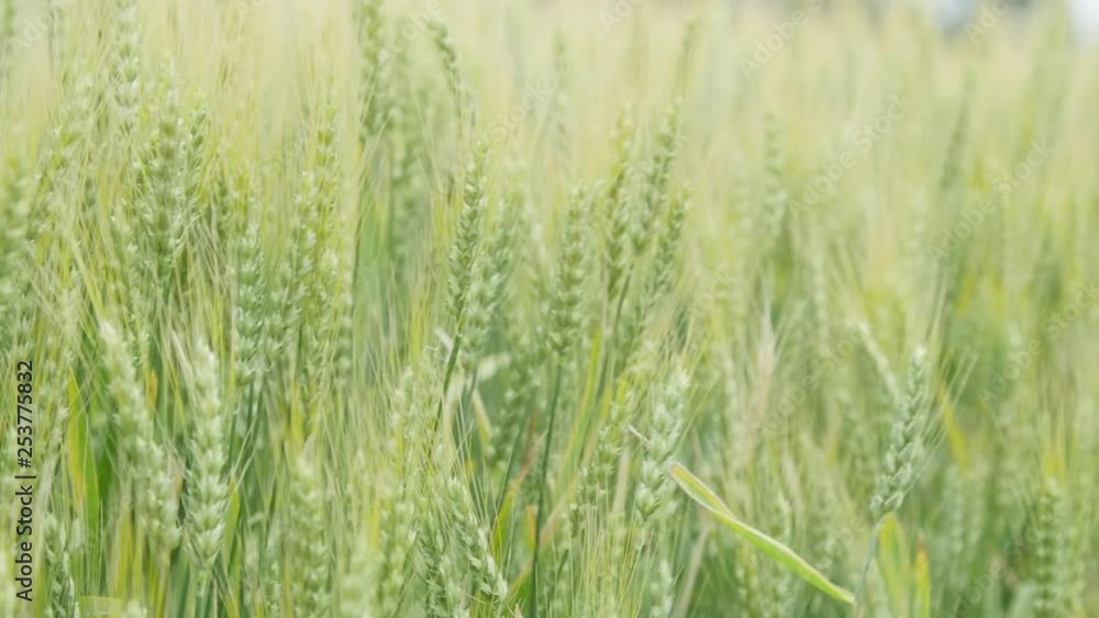Wheat in a field blowing in the wind. Wheat in a field blowing in the wind.
