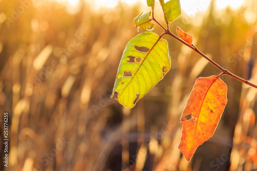 Closeup of withered golden leaves, Arid forest in winter season  with gold light before sunset in blurred background (soft focus) photo