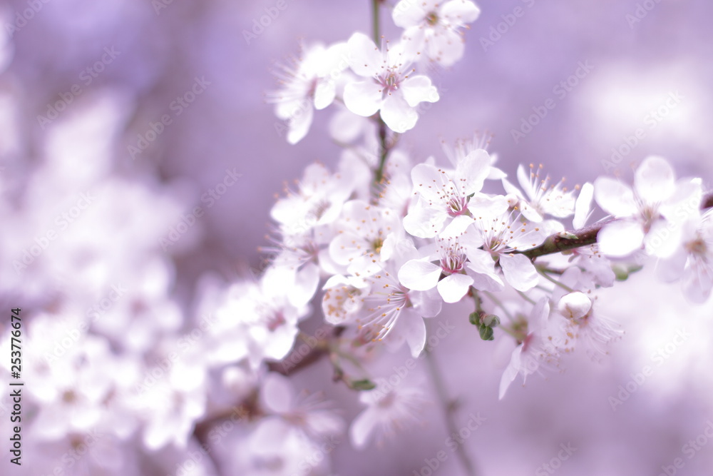 beautiful blooming tree, spring time beautiful blooming tree, spring time