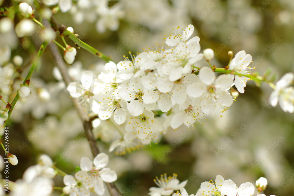 beautiful blooming tree, spring time beautiful blooming tree, spring time