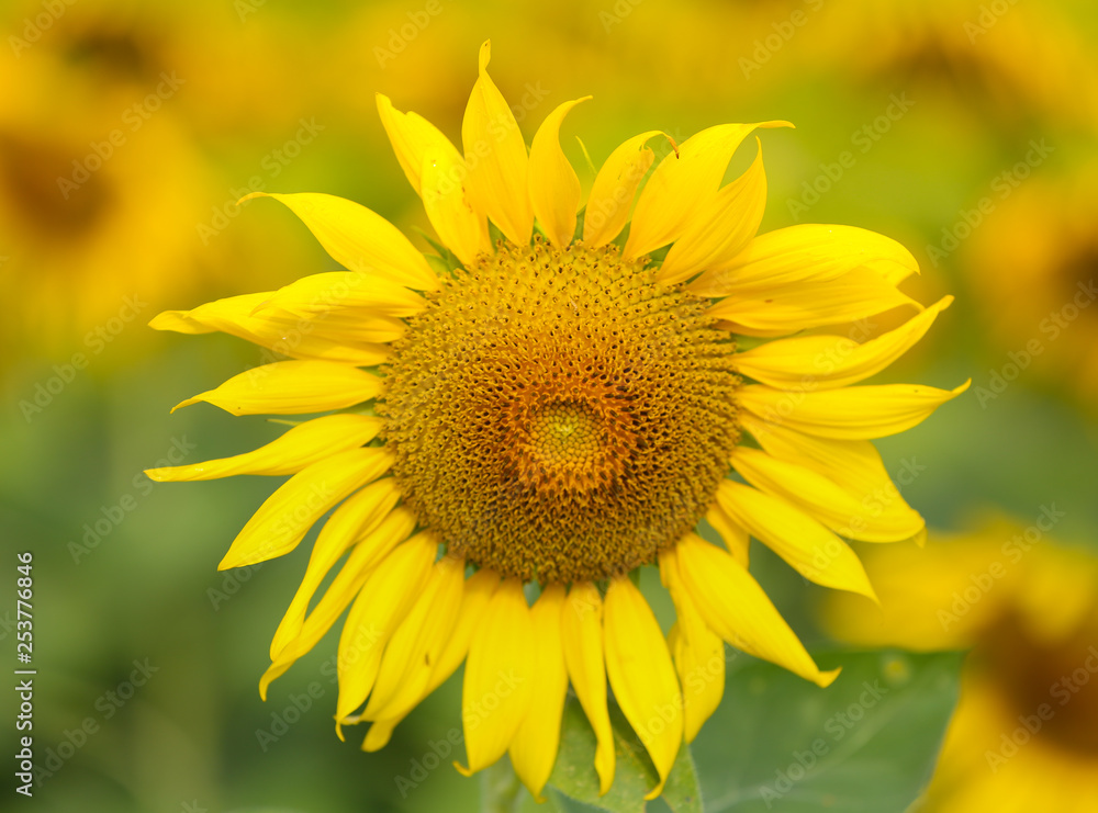 sunflower in the garden sunflower in the garden