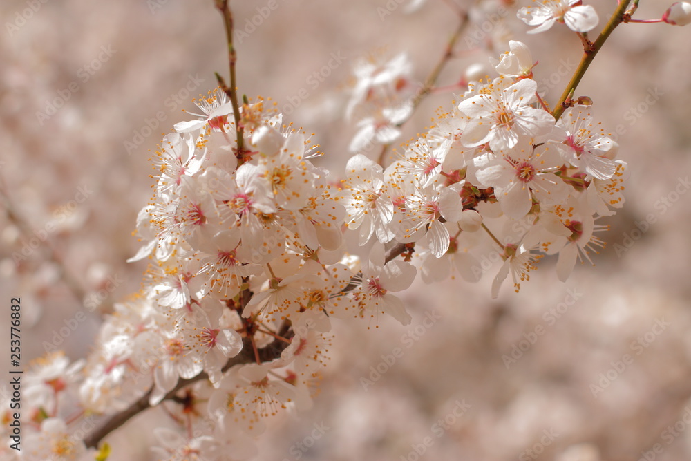 Fototapeta premium beautiful blooming tree, spring time