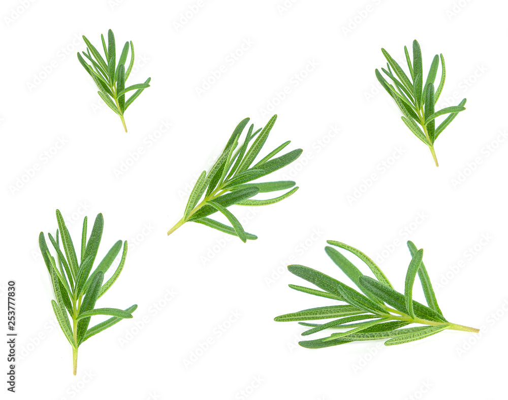 Fototapeta premium Rosemary on white background.