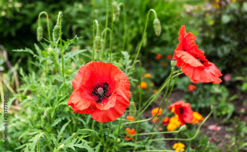 Beautiful red poppy flowers growing at the flower bed