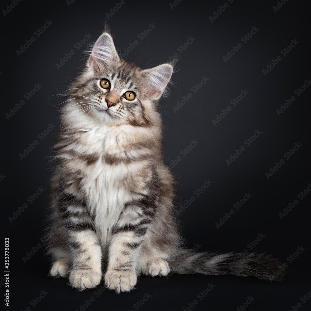 Obraz premium Very cute young male Maine Coon cat kitten, sitting facing front. Looking straight to lens with dark yellow eyes. Isolated on black background. Tail beside body and head tilted.