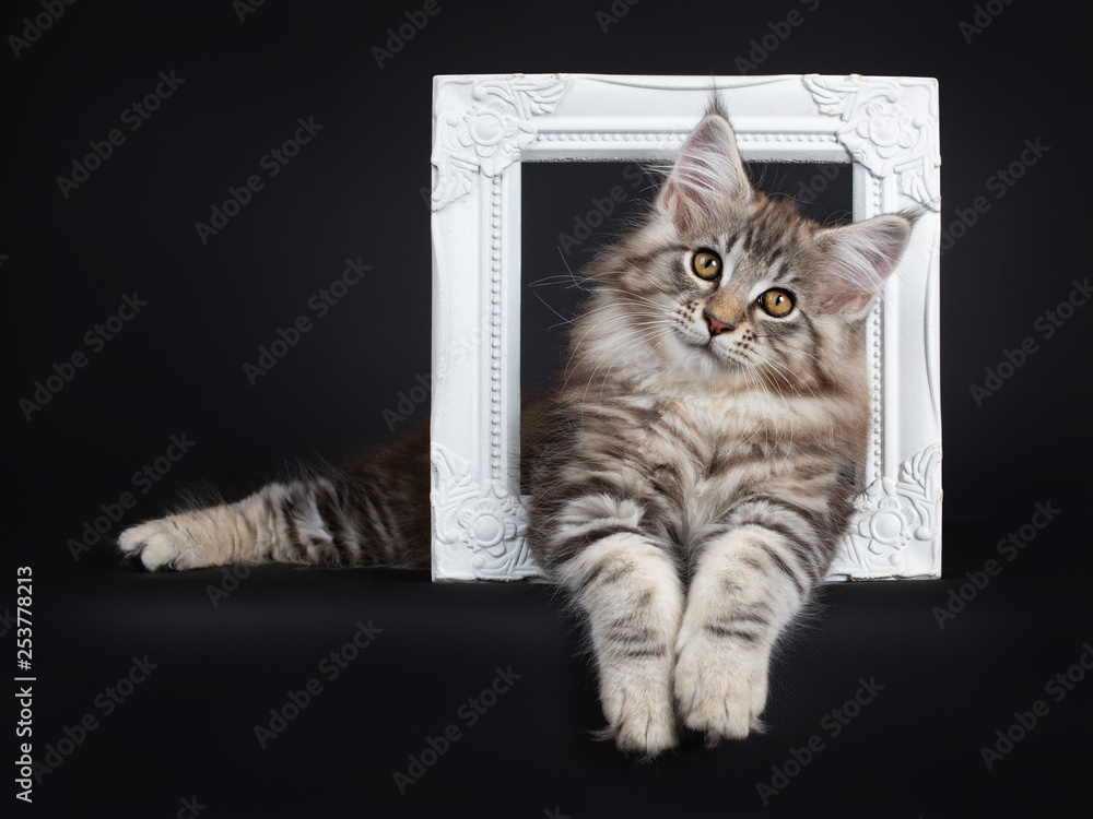 Very cute young male Maine Coon cat kitten, laying side ways through a white photo frame. Looking at lens with dark yellow eyes. Isolated on black background. Paws hanging down from edge.