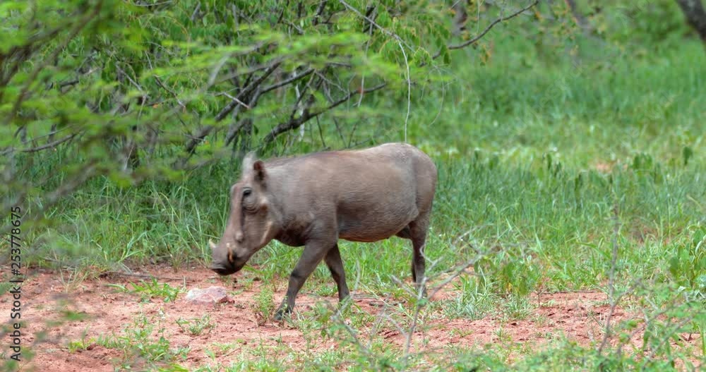warthog in the savannah, park kruger south africa warthog in the savannah, park kruger south africa