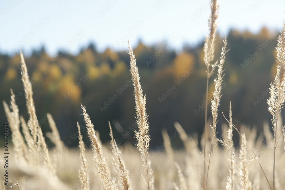 Fototapeta premium Landscape of autumn forest with orange trees