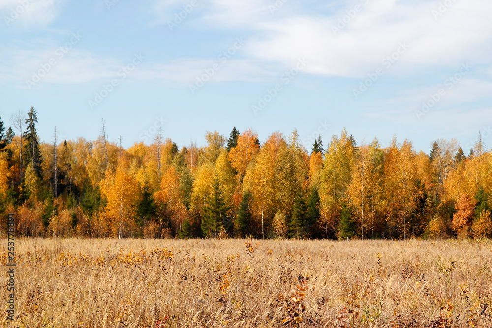 Fototapeta premium Landscape of autumn forest with orange trees