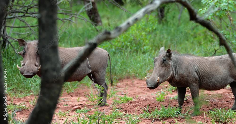 warthog in the savannah, park kruger south africa warthog in the savannah, park kruger south africa