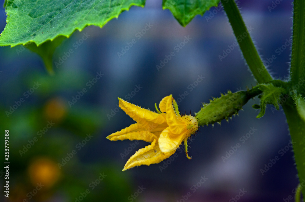 Cucumber that blooms on a green plant Cucumber that blooms on a green plant