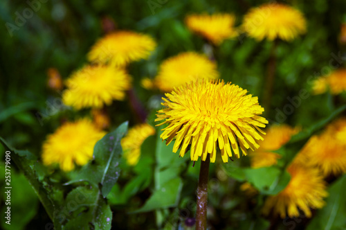 Dandelion, lighted by the sun in the grass on the background of yellow flowers