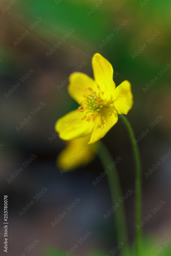 Flowering in the forest in early spring Flowering in the forest in early spring