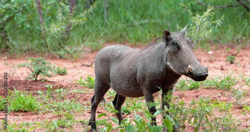warthog in the savannah, park kruger south africa warthog in the savannah, park kruger south africa