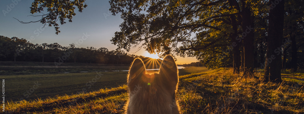 Foto dog looking at sunset