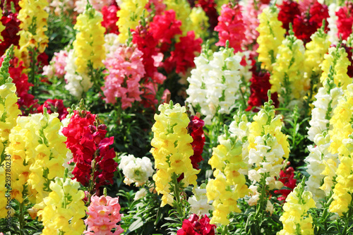 Colorful nature multicolored snap dragon field group or antirrhinum majus flowers blooming in garden , outdoor background photo