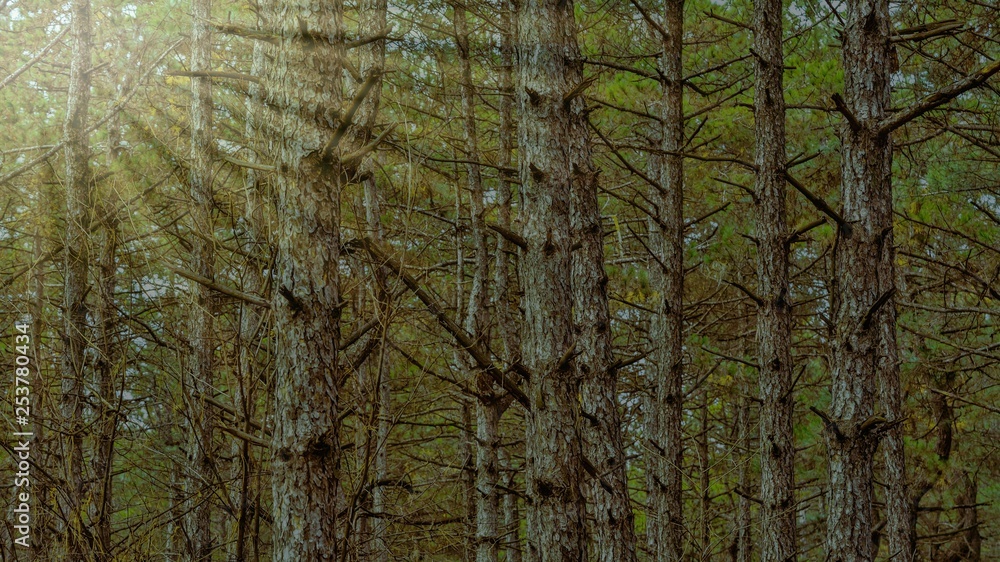 Obraz premium trees grow in a pine forest, landscape