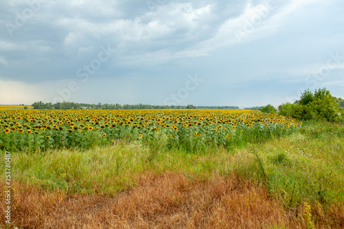 Sunflower field landscape close-up on summer sunny day