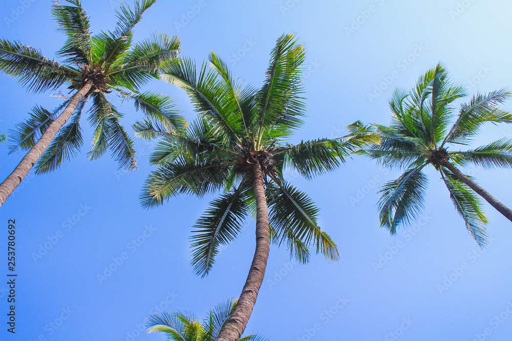 Three green coconut palm tree on clear blue sky  nature patterns for under view background
