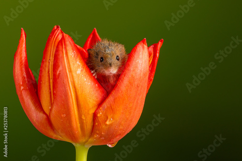 Harvest Mouse sat inside wet tulip